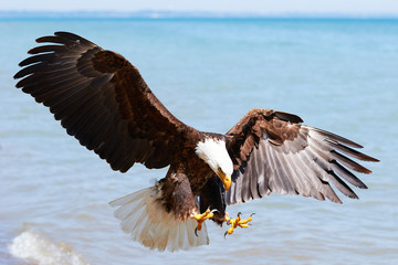 Bald Eagle landing