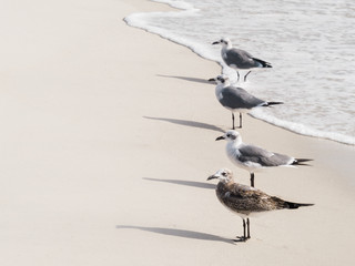 4 Seagulls lining up like solidiers on a beach