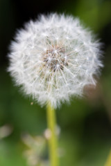 close up Dandelion with seeds 