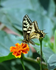 butterfly on flower