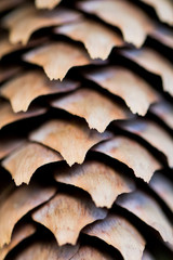 close up fir cone with fish scale pattern