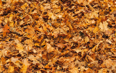 fall autumn leaves backgrounds