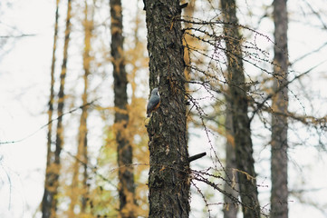 Fototapeta premium small nuthatch on a pine tree