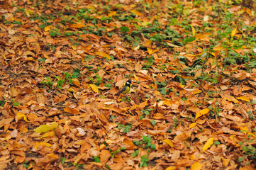 small tomtit on autumn leaves