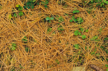 pine needles backgrounds