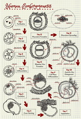 the human embryogenesis diagram