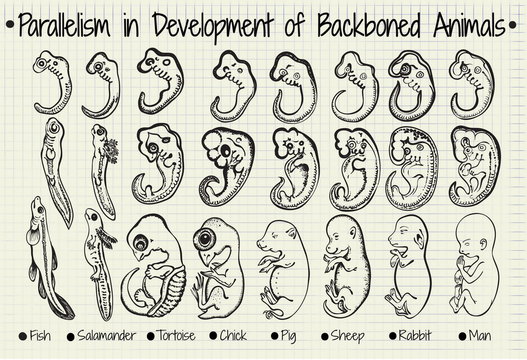 diagram of the parallel development of the backboned