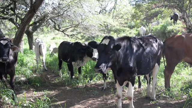 Cows moving in fast motion near Barichara, Colombia