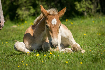 Naklejka na ściany i meble Young cute foal outdoor resting in the grass