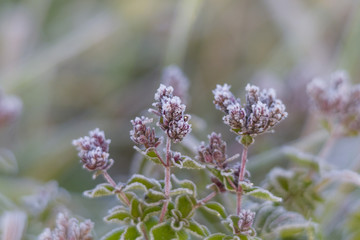 frostige Brombeerblätter