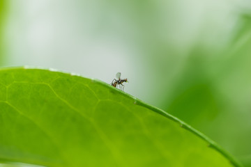 Ant 