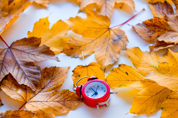 clock on autumn maple leaves