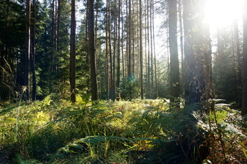 South Bohemian forest-3