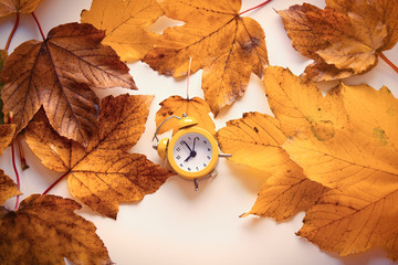 clock on autumn maple leaves