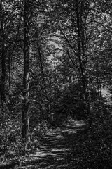 Fototapeta premium walk in the woods