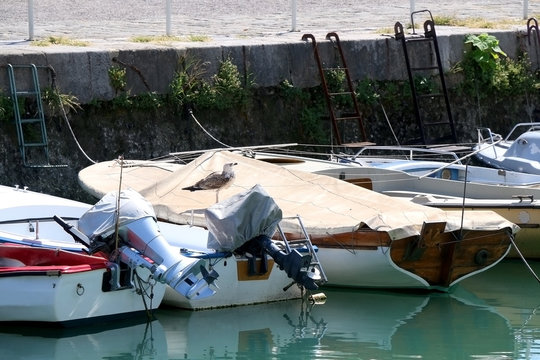 Seagull on small fishing boats. In Rijeka, Croatia.