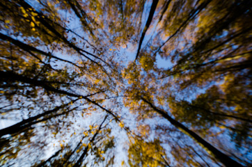 Blurry forest