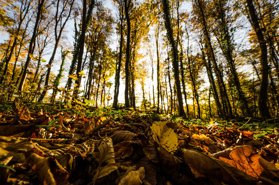 Fototapeta View of autumn forest from ground
