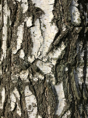 birch tree bark close-up, vertical composition