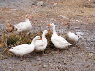 doğal olarak beslenen kaz resimleri