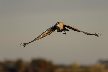 Sandhill Crane in Flight