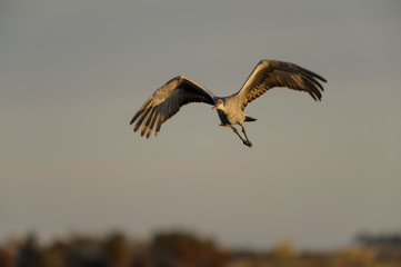 Sandhill Crane in Flight
