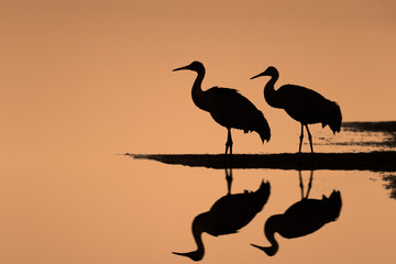 Pair of Sandhill Cranes Standing on Water with Reflections during Sunrise