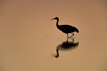 Silhouette of a Lone Sandhill Crane on Copper Colored Water