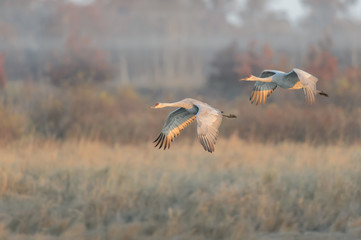 Pair of Sandhill Cranes in Flight in Front of a Foggy Sedge Marsh