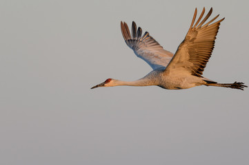 Sandhill Cranes in Flight