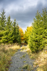 Fototapeta na wymiar Autumn road into the forest.