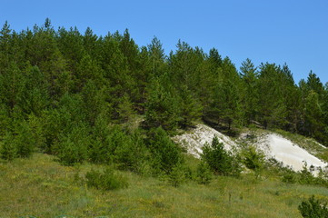 coniferous wood 2 © fotofan01