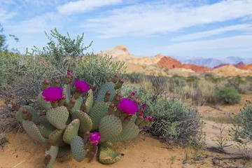 Outdoor kussens bloeiende cactus in bergwoestijn in Nevada © Alex Petelin