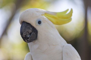 Yellow-crested white cockatoo parrot in nature surrounding, Bali, Indonesia