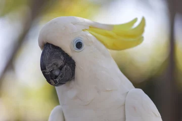 Foto op Plexiglas Geel-kuif witte kaketoe papegaai in de natuur rondom, Bali, Indonesië © Freelancer