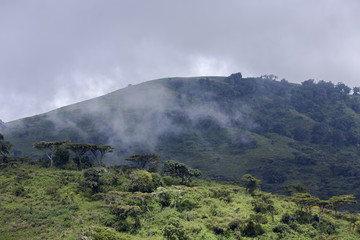 Wooded hills in the background of a stormy sky and fog rising from the lowlands in Ngorongoro...