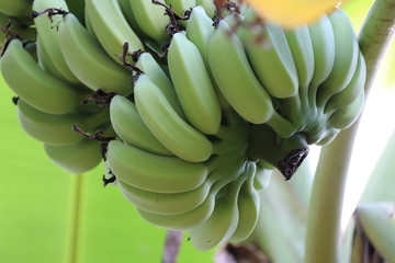Fresh banana on the tree, green color 