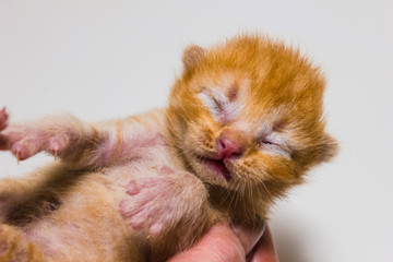just new born  kitten