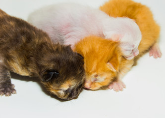 Obraz premium just new born kitten