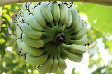 Fresh banana on the tree, green color 