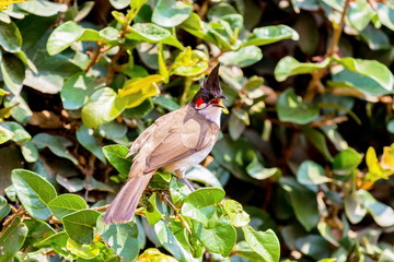 The red-whiskered bulbul is a passerine bird found in Asia. It is a member of the bulbul family. It is a resident frugivore found mainly in tropical Asia. It has been introduced in many tropical areas