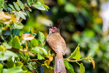 The red-whiskered bulbul is a passerine bird found in Asia. It is a member of the bulbul family. It is a resident frugivore found mainly in tropical Asia. It has been introduced in many tropical areas