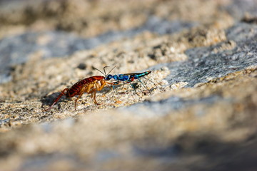 The emerald cockroach wasp or jewel wasp is a solitary wasp. It is known for its unusual reproductive behavior, which involves stinging a cockroach and using it as a host for its larvae as shown here.