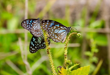 The Blue Tiger is a butterfly found in India, that is, the danaid group of the brush-footed butterfly family. This butterfly shows gregarious migratory behaviour in southern India.
