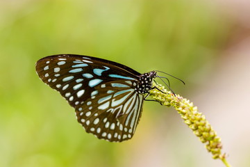 Fototapeta na wymiar The Blue Tiger is a butterfly found in India, that is, the danaid group of the brush-footed butterfly family. This butterfly shows gregarious migratory behaviour in southern India.