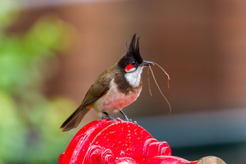 The red-whiskered bulbul is a passerine bird found in Asia. It is a member of the bulbul family. It is a resident frugivore found mainly in tropical Asia. It has been introduced in many tropical areas