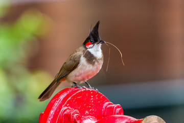 The red-whiskered bulbul is a passerine bird found in Asia. It is a member of the bulbul family. It is a resident frugivore found mainly in tropical Asia. It has been introduced in many tropical areas