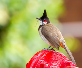 The red-whiskered bulbul is a passerine bird found in Asia. It is a member of the bulbul family. It is a resident frugivore found mainly in tropical Asia. It has been introduced in many tropical areas