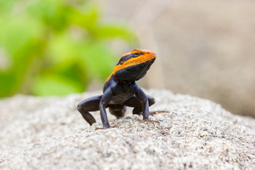 The Peninsular rock agama or South Indian rock agama. This species of lizard has a large head that is elongated and depressed, with the cheeks swollen in adult males