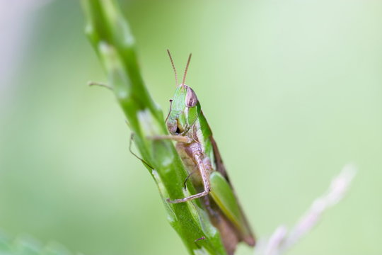 Locusts are the swarming phase of certain species of short-horned grasshoppers. These insects are usually solitary, but under certain circumstances become more abundant and change their behaviour.
